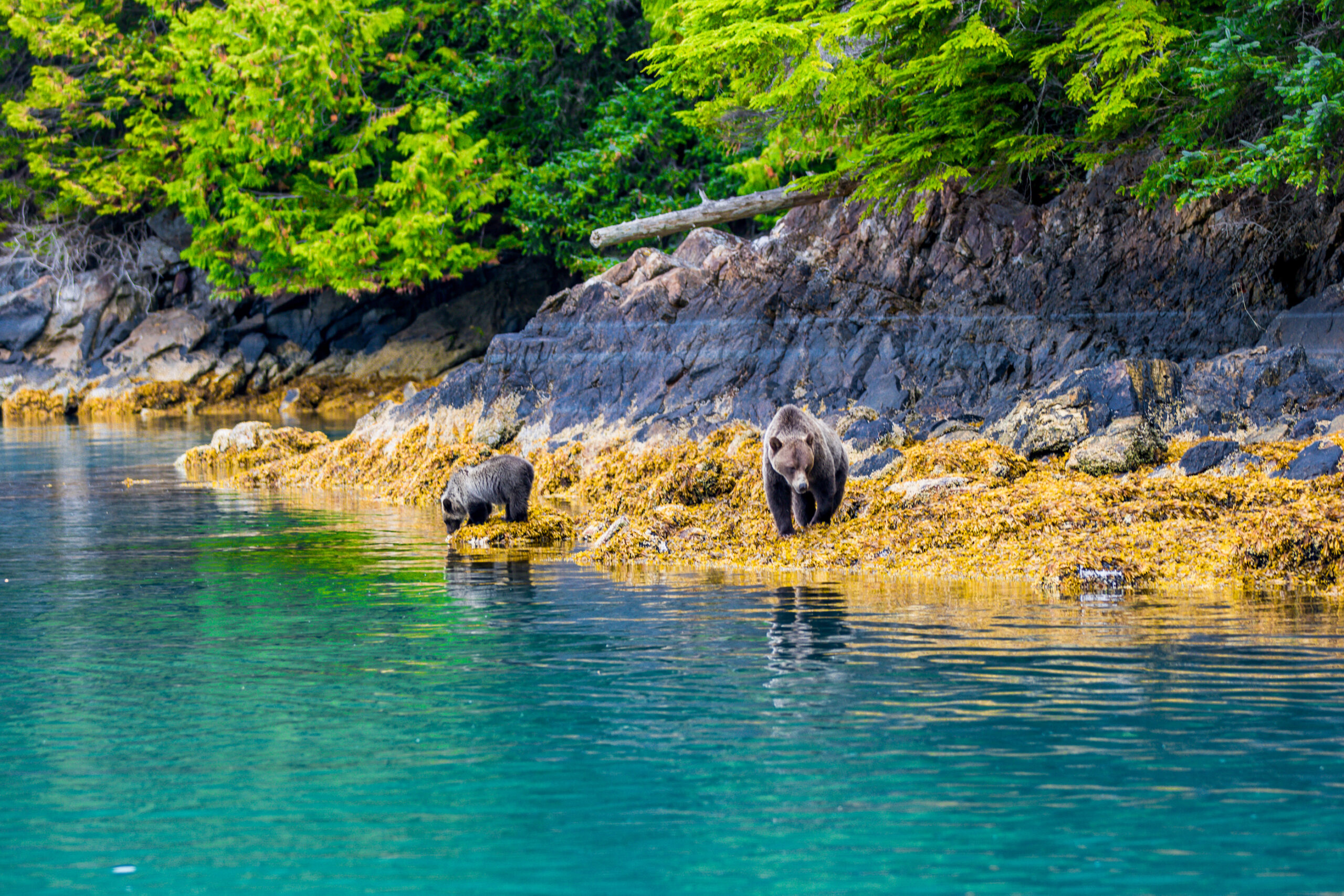 Grizzly bears standing in the ocean